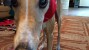 adorable greyhound photo