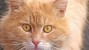 Orange cat with big eyes