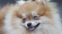 Pomeranian Saves Family From House Fire