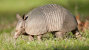 Armadillos Spread Leprosy in Florida: Are Dogs and Cats at Risk?