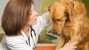 New Study Looks at Dog Anxiety and Veterinary Visits