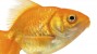 Resilient Goldfish Saved by Amazing Surgery