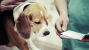 Veterinary Referral: When Should I Ask for a Second Opinion?