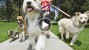 Watch What Happens When These Dogs Hear the Word “Walk”