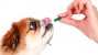 10 Tips for Managing Your Senior Dog’s Medications