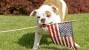 Keep Your Pet Safe This 4th of July