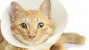 Cat wearing a cone 