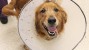 8 Common Myths about Surgery and Dogs