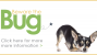 Beware the Bug: Parasite Prevention and Screening for Dogs