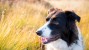 border collie in tall grass