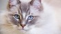 Chronic Kidney Disease: What Does Kidney Failure in Cats Really Mean?