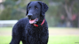 The Curly-Coated Retriever
