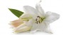 The Dangers of Easter Lilies to Cats