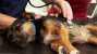 Dog and Cat Anesthesia Myths Part 3