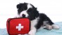 dog chewing on first aid kit