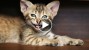 The Importance of an Oral Health Exam for Your Cat