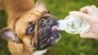 Keep Your Dog Cool This Summer: Heat Stroke, Part II