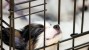 Kennel Cough: Signs and Symptoms