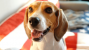 beagle heled by orthopedic ultrasound