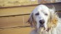 Peripheral Vestibular Disease in Dogs