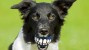 Dr. Ernie's Top 10 Dog Dental Questions