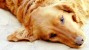 What is a Dog Ear Hematoma?