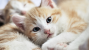 Kitten Care for Growing Kittens