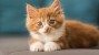 Two Ways of Spaying a Cat: Ovariohysterectomy vs. Ovariectomy