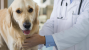 What is a Biopsy and When Might Your Dog Need it?