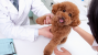 What’s The Difference between Preventive Care Plans and Pet Insurance?