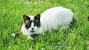 hot weather tips for cats and dogs