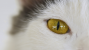 Uveitis in Cats