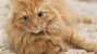 The Vet Files: Why Is My Cat Suddenly Peeing on the Floor?