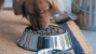 Young Adult Nutrition for Dogs 