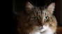 Is Your Seemingly Healthy Senior Cat Hiding Heart Disease?