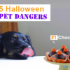 Halloween Pet Dangers