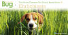 Ehrlichiosis in Dogs