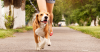 10 Essential Pet Health Tips for the New Year