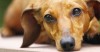 5 Dog Diseases Vets Don’t Think You Know, But Should