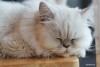 Sleepy White Cat