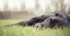 Dog laying in the grass on a Fall day