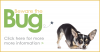 Beware the Bug: Parasite Prevention and Screening for Dogs