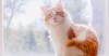 Caring for a Senior Cat: 7 Healthy Habits