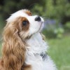 The Cavalier King Charles Spaniel