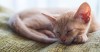 City and Country Cats: Preparing Your Cat for a New Environment
