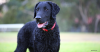 The Curly-Coated Retriever