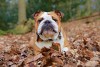 fall dog in leaves