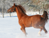 Wintering with Horses