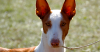 The Ibizan Hound