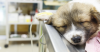 Minimally Invasive Surgery for Dogs and Cats